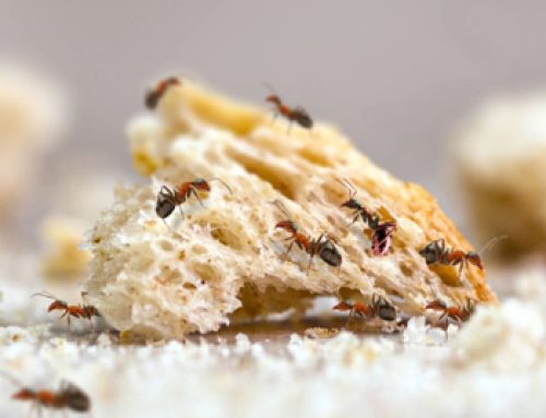 Small Ants, Big Problem: How to Handle Persistent Colonies