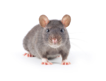 Rodent Control At Home- When To Call a Professional - Quality