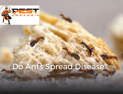 Do Ants Spread Disease?