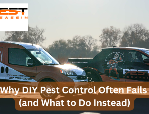 Why DIY Pest Control Often Fails (and What to Do Instead)